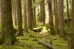 PICTURES/Sol Duc - Ancient Groves/t_Arendish Forest6.JPG